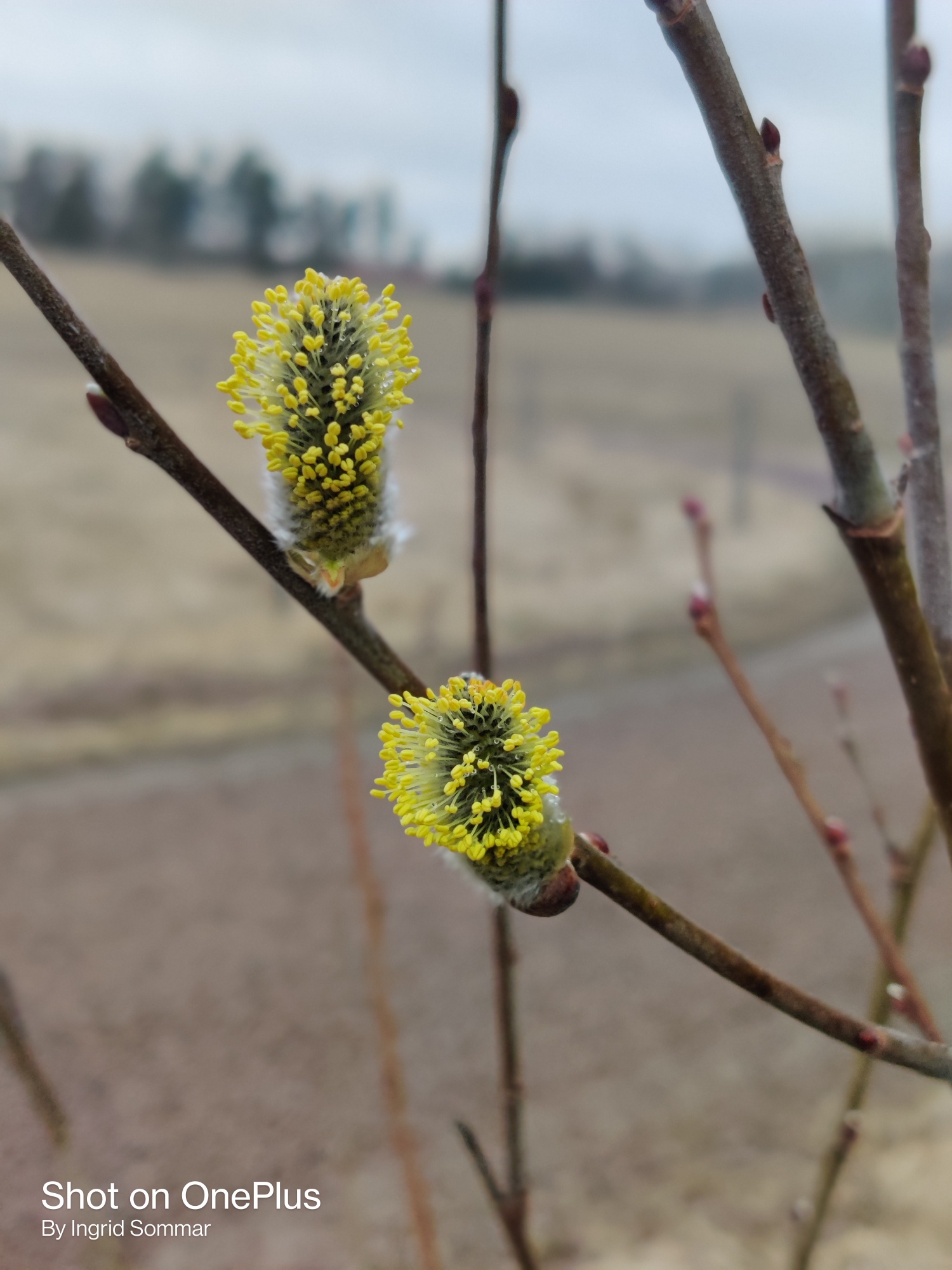 Kvartalsbrev från ordförande Ingrid Sommar